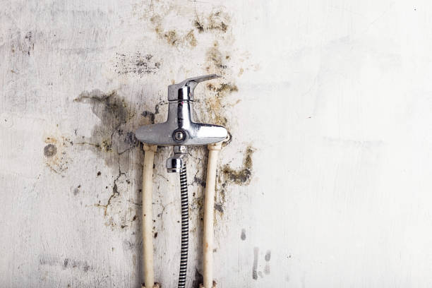Best Local Mold Removal Service  in Salisbury, NY