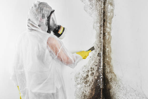 Best Crawl Space Mold Removal  in Salisbury, NY