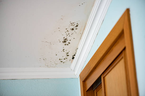 Best Professional Mold Removal  in Salisbury, NY