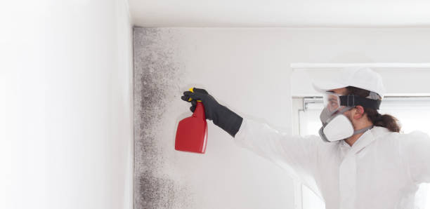 Trusted Salisbury, NY Mold Removal Experts